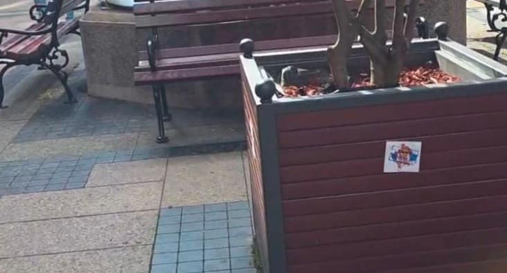 Provokime në Serbi pranë hotelit të Kombëtares: vendoset harta e Kosovës me flamurin serb