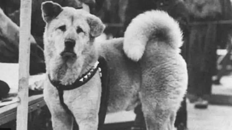 Hachikō: Legjenda e qenit që priti përgjithmonë në Shibuya
