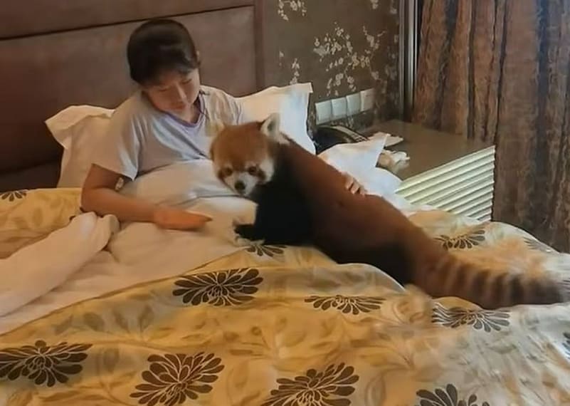 Hotel në Kinë përdor panda të kuqe të rrezikuara për të zgjuar mysafirët